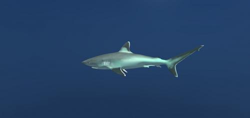 Silvertip Reef Shark preview image